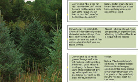 Green Rookie: After-Christmas Cleanup Image